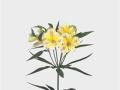 Alstroemeria