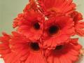 Gerbera_Daisy