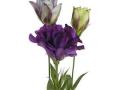 Lisianthus