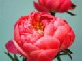 Peony