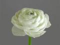 Ranunculus